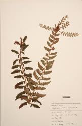 Polystichum lentum. Herbarium specimen from Whangārei, WELT P010777/A, showing fertile frond bearing a large bulbil at the apex of the rachis.
 Image: B. Hatton © Te Papa CC BY-NC 3.0 NZ